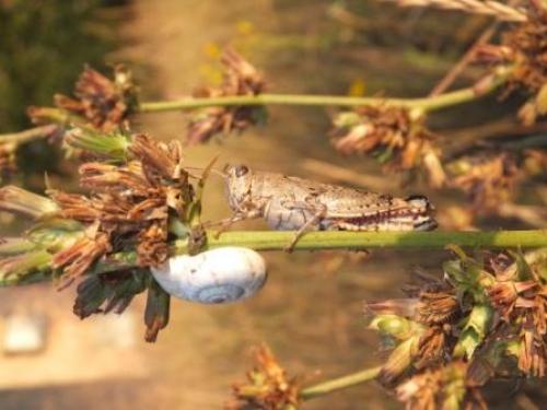 ����� � ����