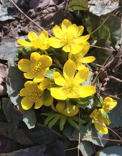 ������ ������