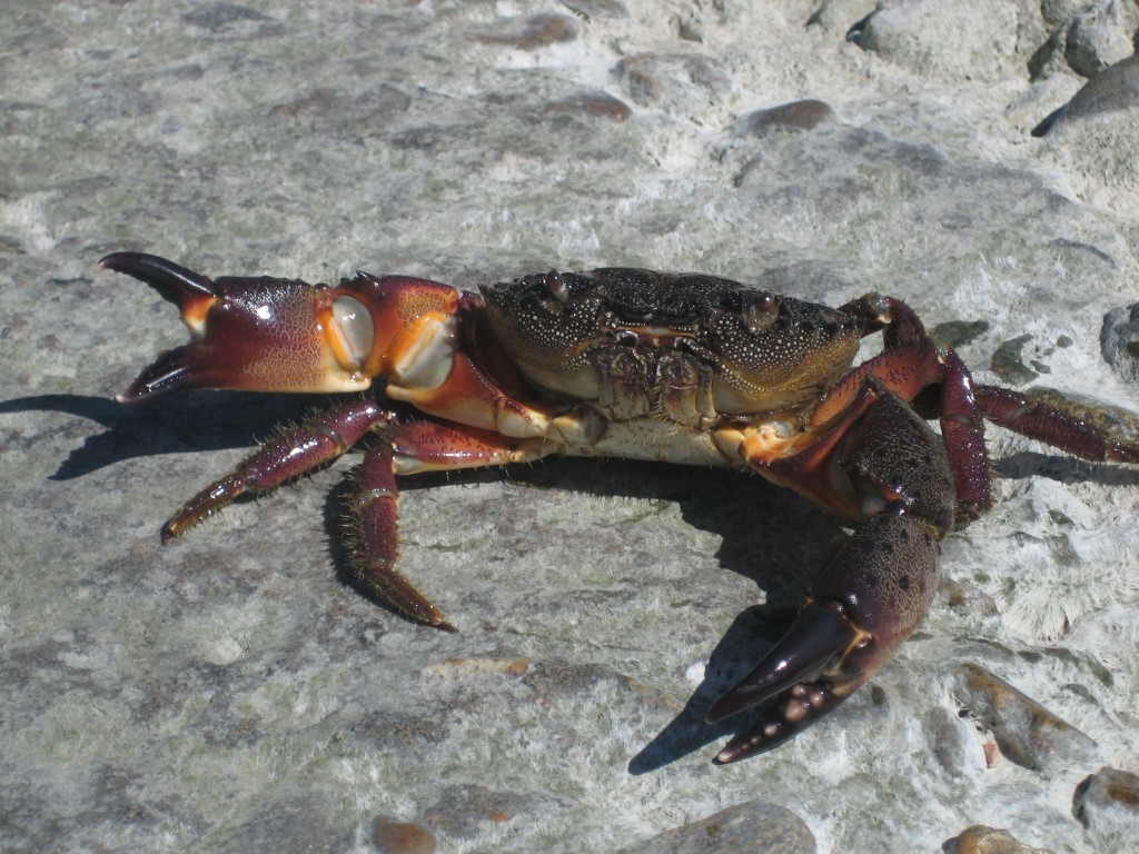 Крабы в сочи. Краб Краснюк черное море. Краб травянка Черноморский. Черноморский краб водолюб. Краб Тарпан.