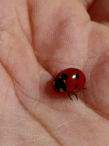 � ������������