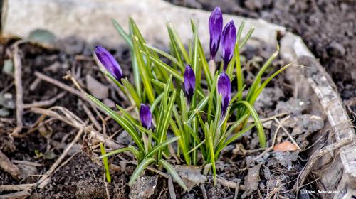 ������  ��������  �����