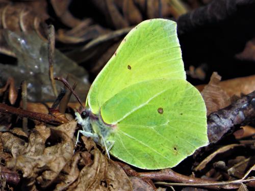 ���������� ���������