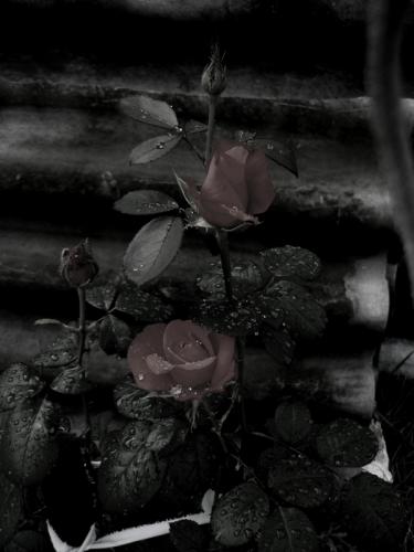 dark rose