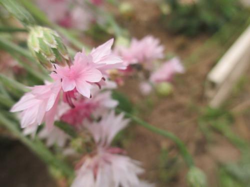 ������� �������