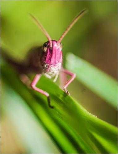 Euconocephalus thunbergi