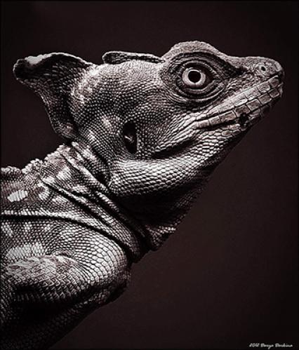   (Basiliscus basiliscus).