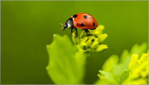   7- (Coccinella septempunctata)