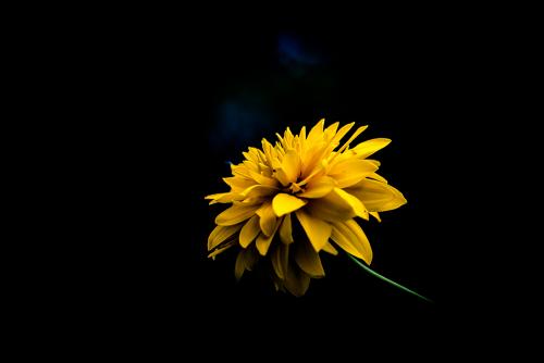 Yellow in the Dark. 