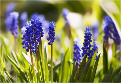    (Muscari neglectum).