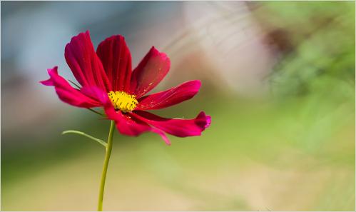    (Cosmos bipinnatus).