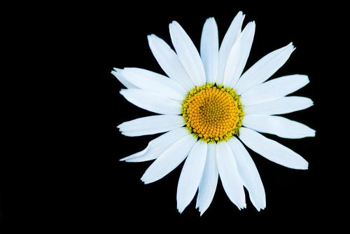   (Leucanthemum vulgare).