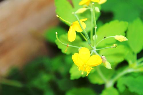 ������ ����������