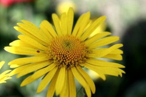 ������� �������