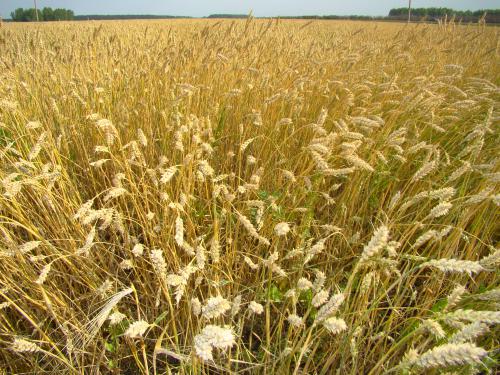 ������� ����