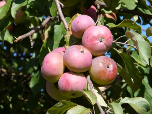 �������� �������