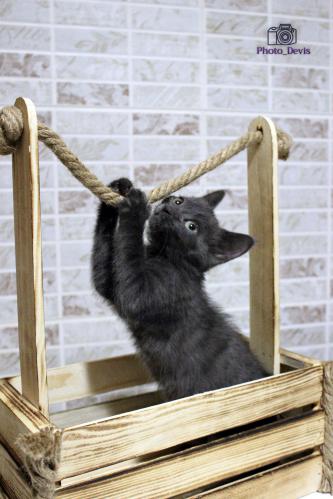 Кот в корзине