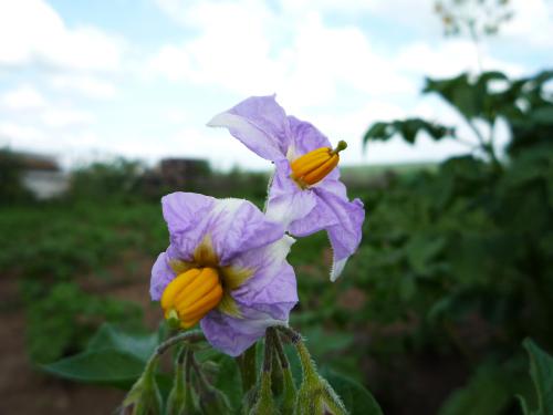 ����� ������������