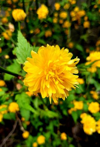 �������� ��������