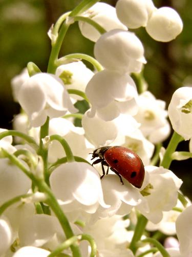 ����� ������� �� ���������