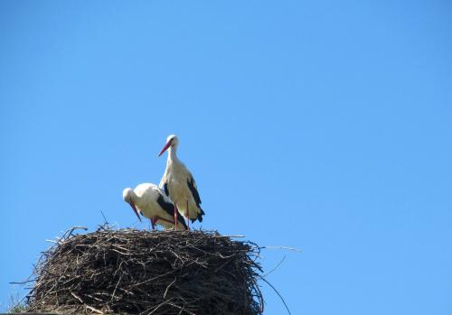 ���� �� ����� ��� �� �����