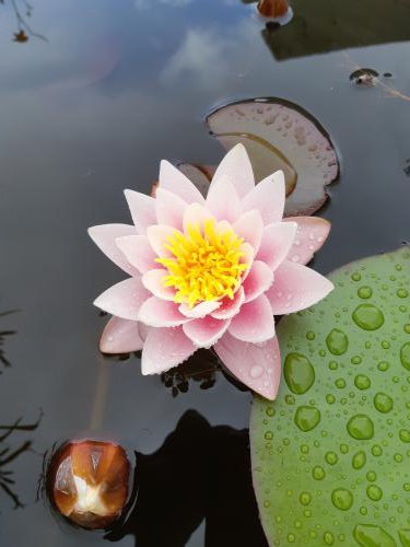 ������� �����  ���� ��������