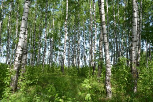 ������ ������