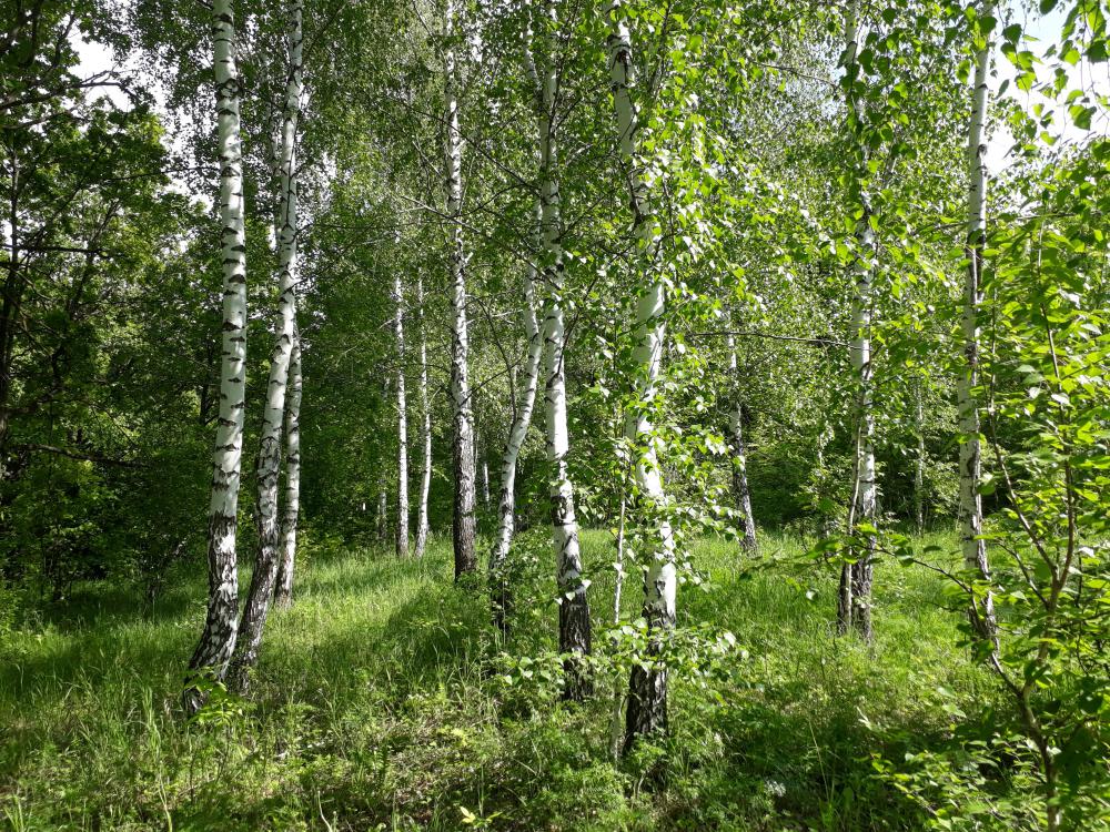 Картинки молодая березка