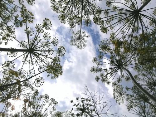 ���� ������