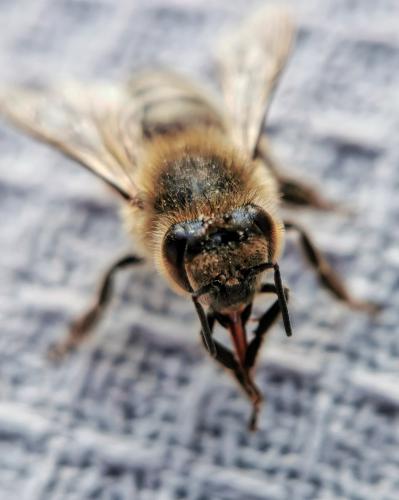 ��� ���������