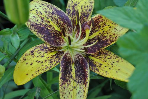 ����� ����� 