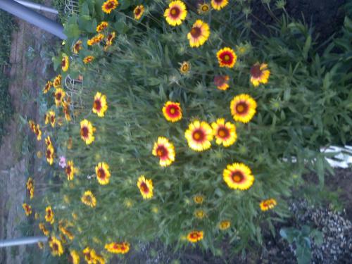 IMG2016061