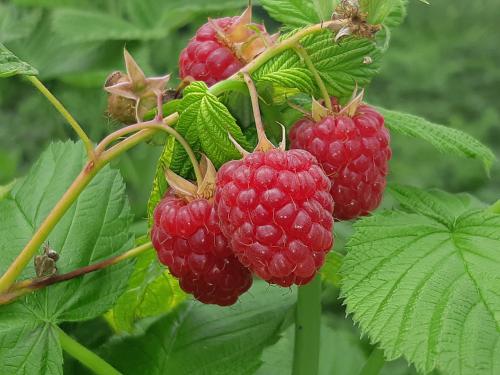 � ����� ����