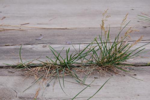 �������� ���������