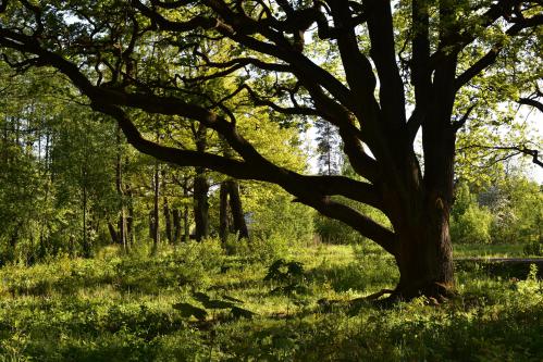 ������ ������� � ����