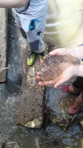 ��������� ����