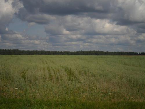 Овсяное поле