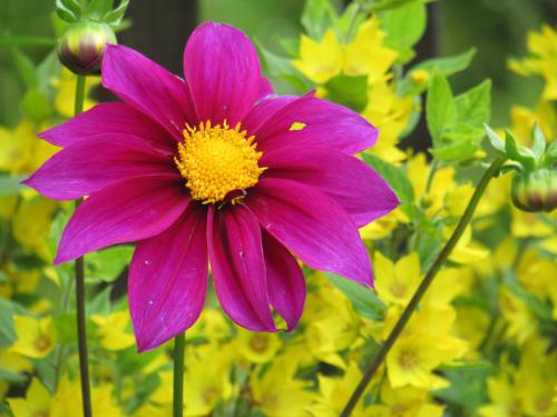 ������ ����