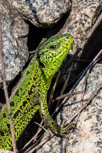 Зверопой ящерица. Ящерица прыткая (лат. Lacerta Agilis). Ящерица прыткая Тритон. Мзымтинская прыткая ящерица. Прыткая ящерица Татарстан.