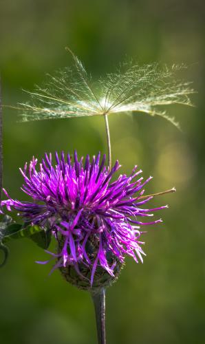 ��� ������