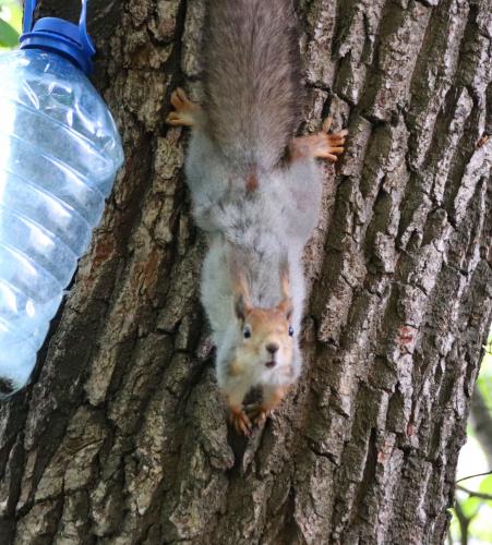 ���� ������