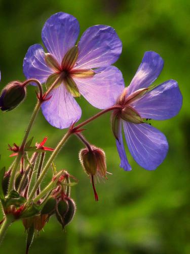 Fairy flower