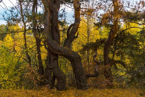 ����� ���� �����������