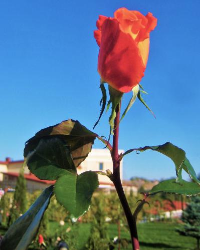 Кармен