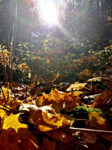 ������ ���