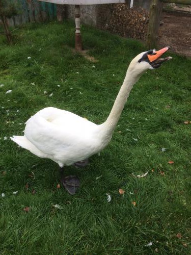 ����� ��� ������