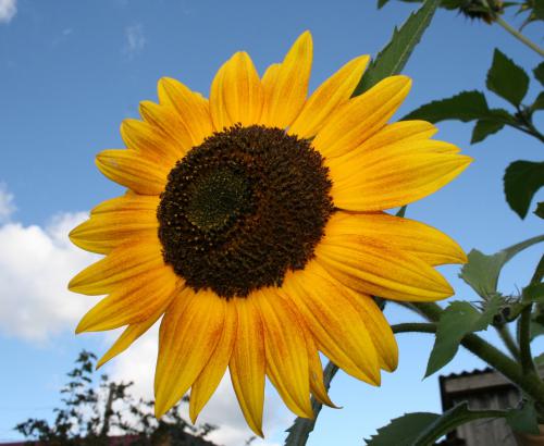 ������ �������