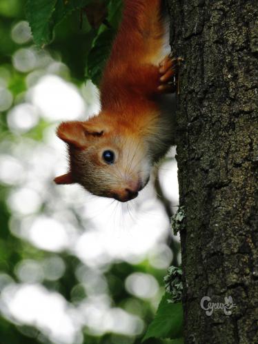 ���������� �����