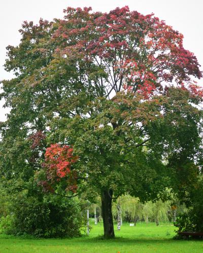 Fall