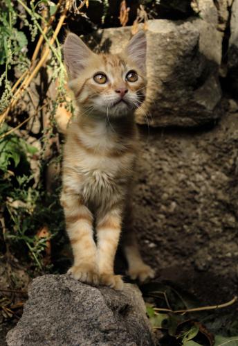 ������ ���