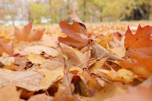 ����� �� �������